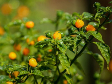 Loại quả xưa không ai biết, giờ thành đặc sản nổi tiếng đắt đỏ, dân thành phố săn lùng, 1 triệu đồng/kg