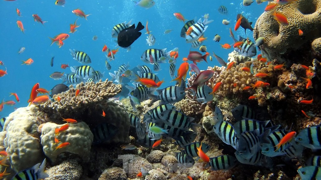 Colorful coral reef