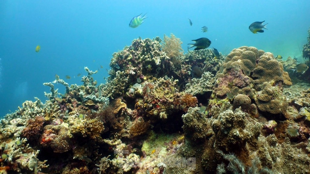 Marine life among the corals