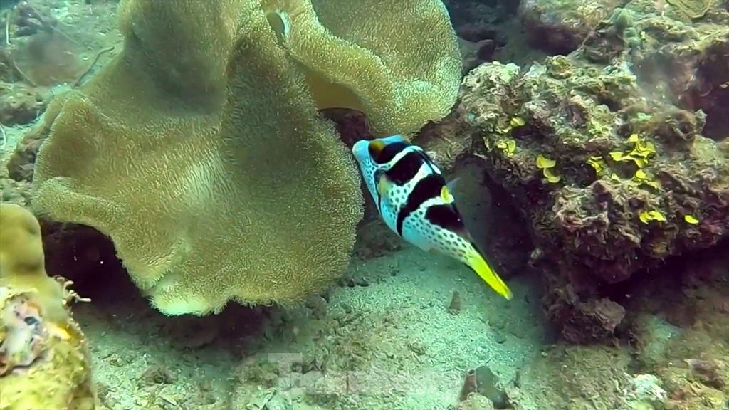 Divers exploring the reef