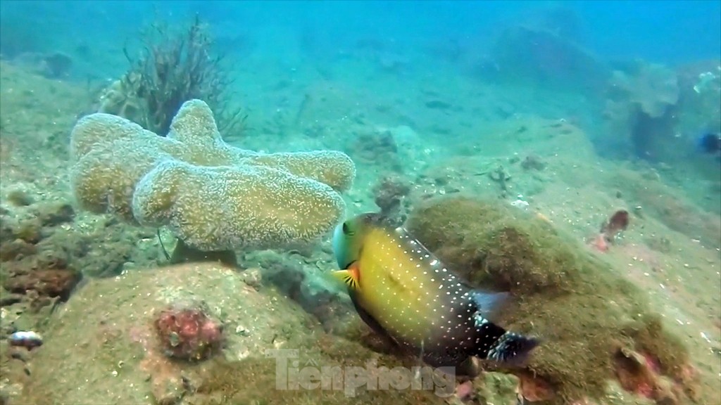 Colorful coral and fish