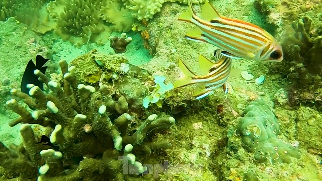 Diver among the corals