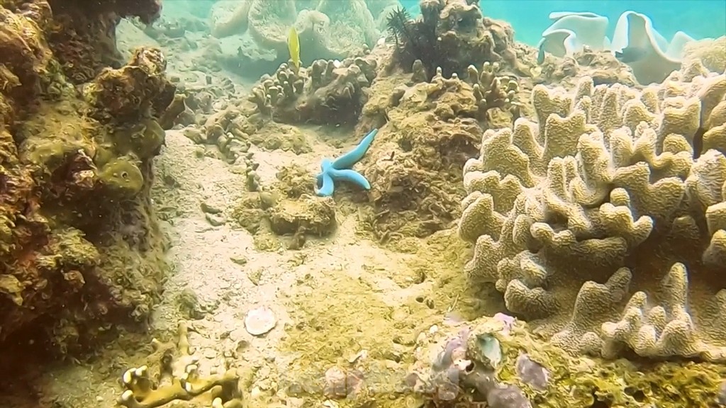 Snorkeling in Cu Lao Cham