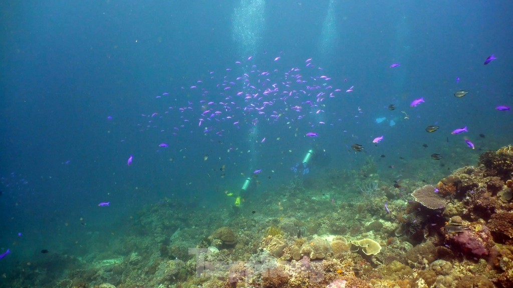 Diver near the coral reef