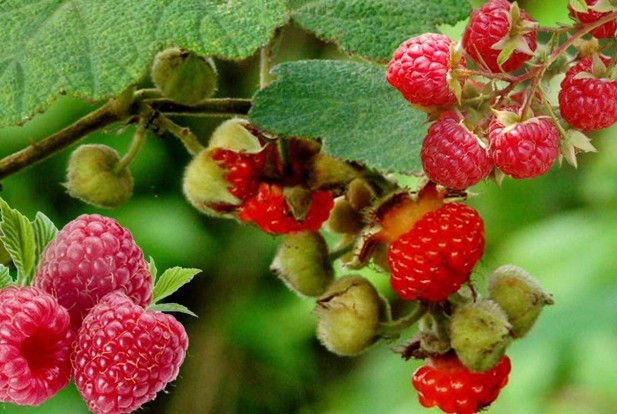 Loại quả xưa chín rụng không ai ngó ngàng, giờ thành đặc sản nổi tiếng mùa hè ở thành phố, 150.000 đồng/kg - 1