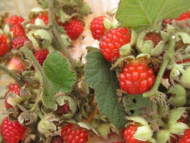 Quả mâm xôi mọc dại trong rừng ở các tỉnh Tây Bắc, chúng có màu sắc đẹp mắt, vị ngọt hấp dẫn