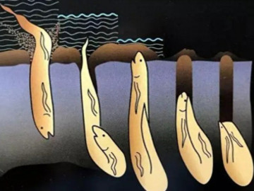 Cách dạy con kỳ lạ theo Quy luật cá phổi: Trẻ càng ngày càng ngoan khi gặp 3 kiểu người mẹ này