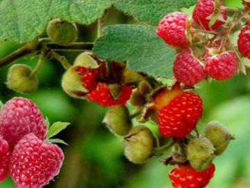 Loại quả xưa chín rụng không ai ngó ngàng, giờ thành đặc sản nổi tiếng mùa hè ở thành phố, 150.000 đồng/kg