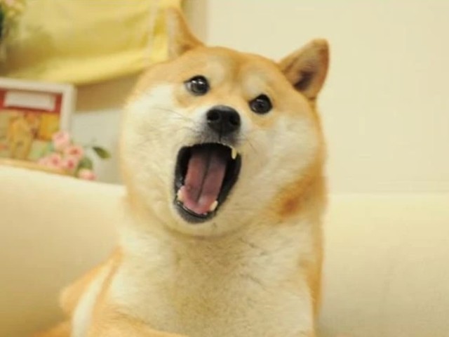 Tạm biệt Kabosu - chú chó nổi tiếng MXH, gắn liền với meme Doge đã qua ...