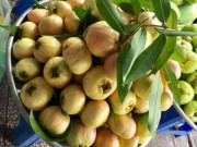 Lifestyle - Loại quả xưa rụng đầy không ai biết đến, giờ thành đặc sản hiếm dân thành phố thích mê, giá đắt đỏ