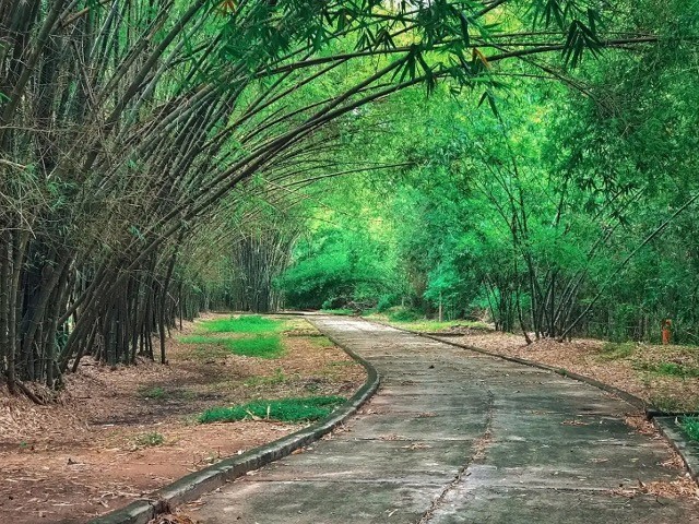 Có một “vương quốc” tre xanh mát, chỉ cách Sài Gòn 40km giúp bạn xả stress ngày hè!