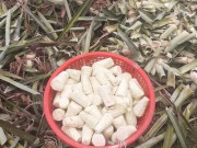 Lifestyle - Phần bỏ đi của cây dứa xưa không ai ăn giờ thành đặc sản có hương vị lạ, dân thành phố "săn lùng"