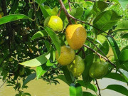 Tiêu dùng - Loại quả xưa rụng đầy không ai ngó ngàng, giờ thành đặc sản mùa hè có vị chua ngọt hấp dẫn, 90.000 đồng/kg