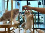 Lifestyle - 6 quán cafe thú cưng siêu cấp đáng yêu ở Hà Nội, đảm bảo "con sen" nào cũng mê đắm