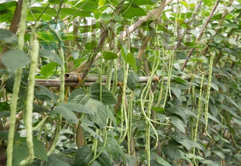 Các loại cây họ đâu như đậu đũa, đậu cô ve, đậu hà lan, đậu nành,… không những có thời gian sinh trưởng ngắn mà còn rất dễ trồng, có thể trồng vào tháng 6.
