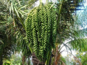 Lifestyle - Loại quả xưa rụng đầy không ai ngó ngàng, giờ thành đặc sản mùa hè được ưa chuộng, nổi tiếng khắp nơi