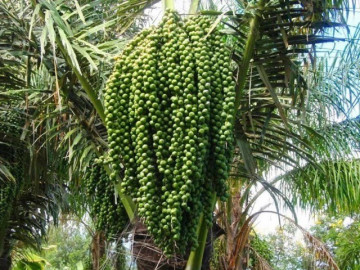 Loại quả xưa rụng đầy không ai ngó ngàng, giờ thành đặc sản mùa hè được ưa chuộng, nổi tiếng khắp nơi