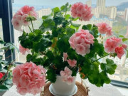 Nhà đẹp - Loài hoa “hạnh phúc” nở quanh năm, nhưng nay bị nhiều người cho vào “danh sách đen” vì 4 lý do này