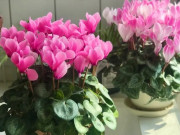 Nhà đẹp - 4 loài hoa này được ví như có “9 cái mạng”, quăng quật cỡ nào cũng sống, nở hoa đẹp