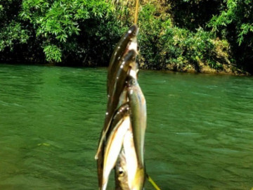 Đặc sản hiếm có khó tìm ở Nghệ An, nay dân thành phố ưa chuộng vì hương vị đặc biệt, ít người được thưởng thức