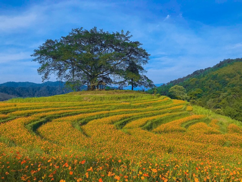 Đồi hoa xóm Mừng là đồi hoa cánh bướm vàng rực rỡ được trồng trên những thửa ruộng bậc thang cách mặt đường QL6 khoảng 9km, theo hướng đi Mai Châu và Mộc Châu. (Ảnh: Aki Lan)
