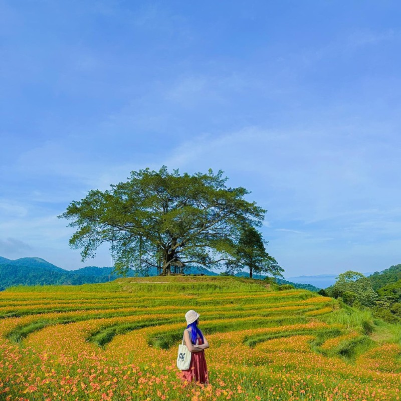 Từ đỉnh, có thể ngắm toàn cảnh khu vực, cây đa cổ thụ và hoa bướm vàng bên dưới. (Ảnh: Aki Lan)
