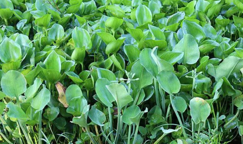 Loại cây như cỏ dại xưa cho lợn ăn, giờ thành đặc sản có hương vị lạ ở thành phố, nổi tiếng khắp nơi - 1