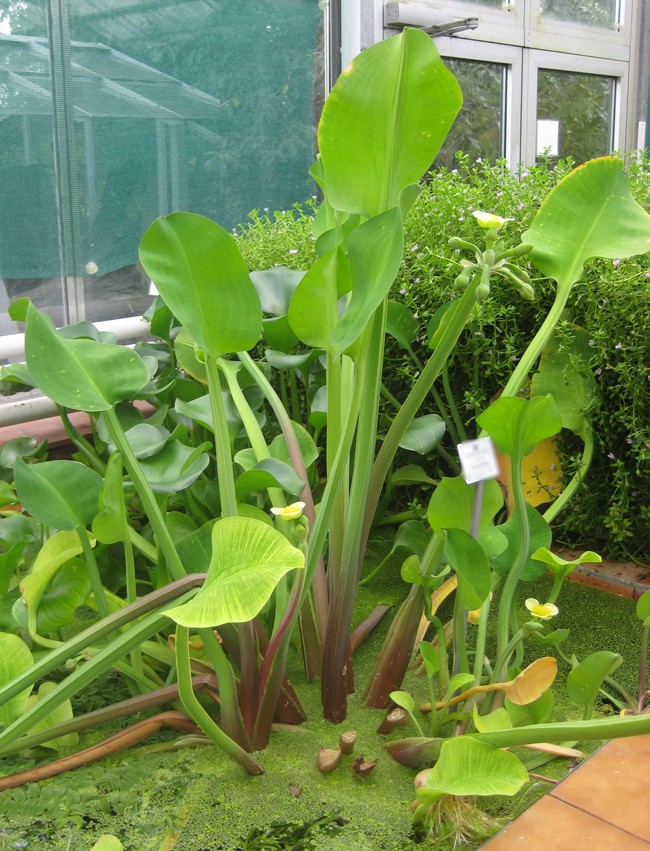 Cây kèo nèo mọc hoang dại ở bờ ruộng, mùa nước lũ về là lúc kèo nèo vươn lên, xanh non mơn mởn