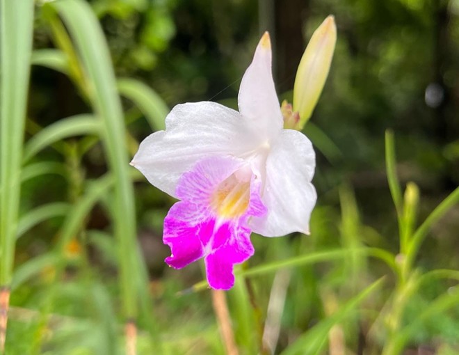 Loài hoa này nở quanh năm, cắm cành vào đất 2 tháng liền bén rễ, trồng trong nhà sẽ mang đến tài lộc - 1