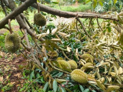 Tin tức - Xót xa cảnh sầu riêng rụng la liệt sau trận mưa lớn kèm gió mạnh ở Gia Lai