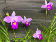 Nhà đẹp - Loài hoa này nở quanh năm, cắm cành vào đất 2 tháng liền bén rễ, trồng trong nhà sẽ mang đến tài lộc