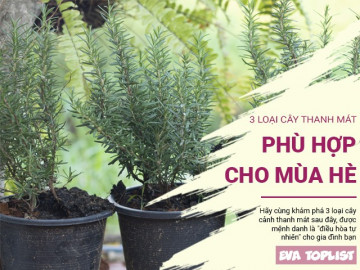 3 loại cây cảnh thanh mát, phù hợp cho gia đình mùa hè
