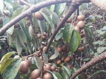 Loại quả xưa rụng đầy không ai ngó ngàng, giờ thành đặc sản chị em thành phố săn lùng, 30.000 đồng/kg