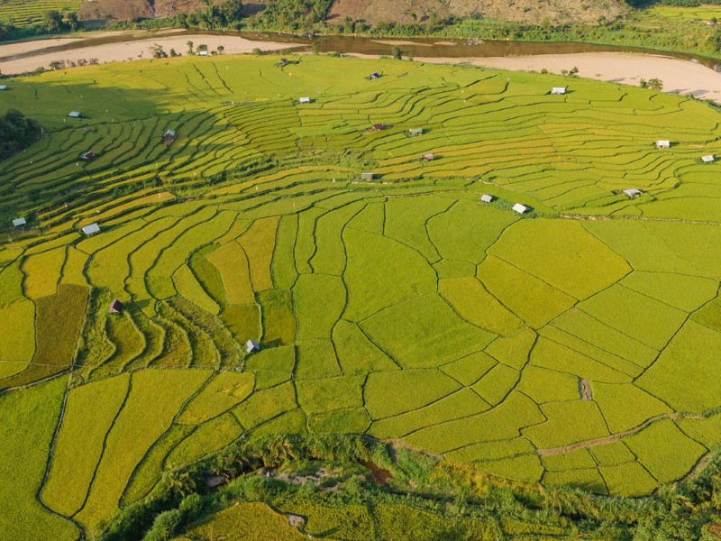 Khi đến Măng Đen, bạn sẽ bị cuốn hút bởi vẻ đẹp yên bình, nhẹ nhàng và nên thơ của những thửa ruộng bậc thang lúa chín vàng óng ả, trải dài theo các sườn đồi tạo nên một bức tranh thiên nhiên sống động và quyến rũ. (Ảnh: Thu Thủy)
