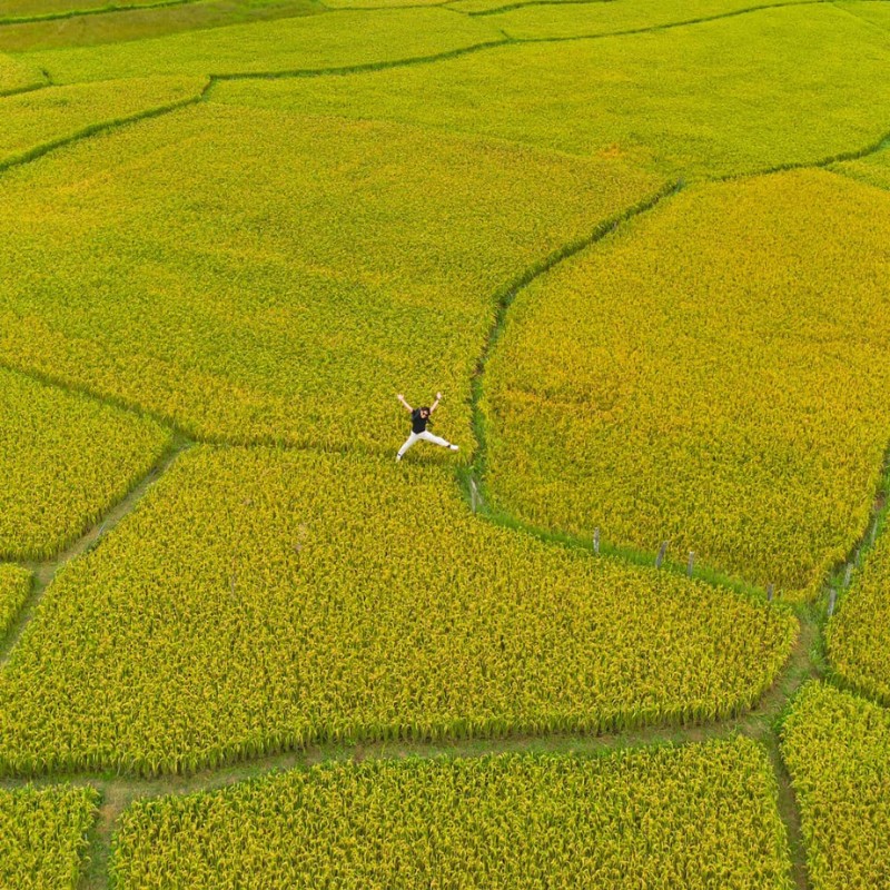 Mỗi ô ruộng có màu sắc đậm nhạt khác nhau, tạo nên sự đan xen và chuyển màu đẹp mắt.(Ảnh: Minh Lê)
