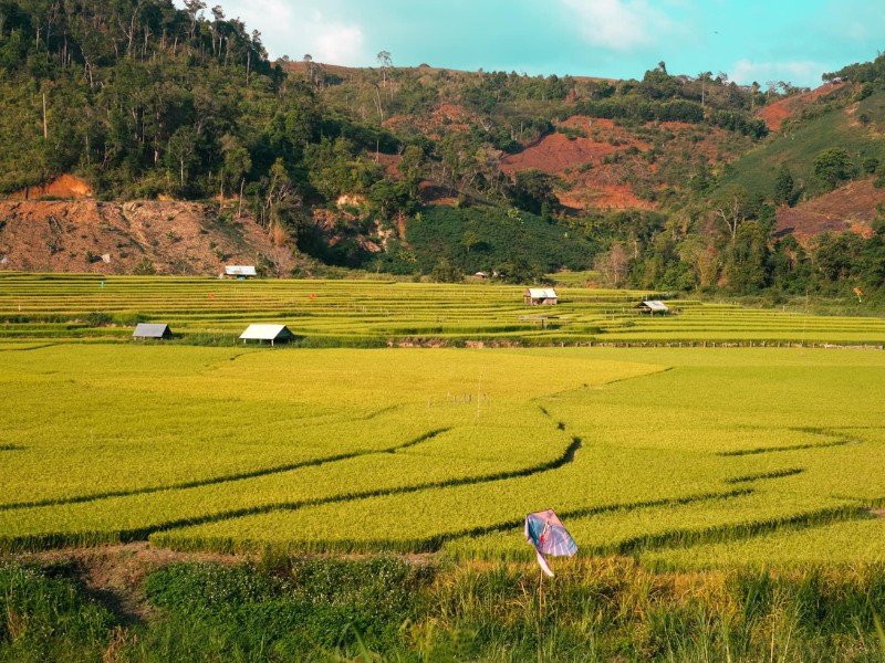 Mùa vàng trên ruộng bậc thang ở Măng Đen là một cảnh tượng rực rỡ và bình yên làm say đắm lòng người. (Ảnh: Thu Thủy)
