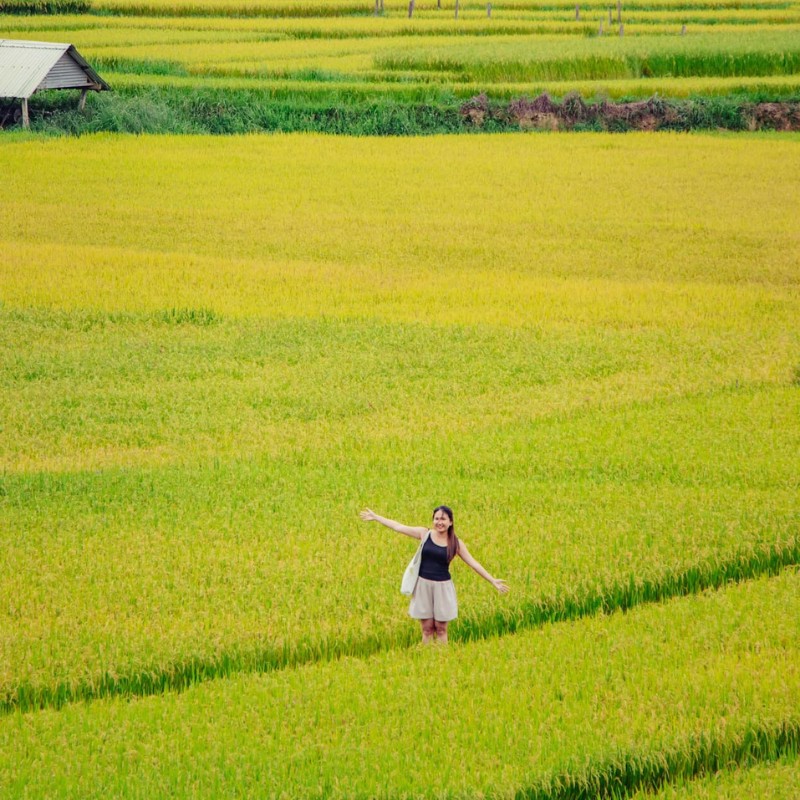 Những ruộng lúa ở Kon Tu Rằng đang chuyển dần sang màu vàng, chuẩn bị cho mùa gặt. (Ảnh: Minh Lê)

