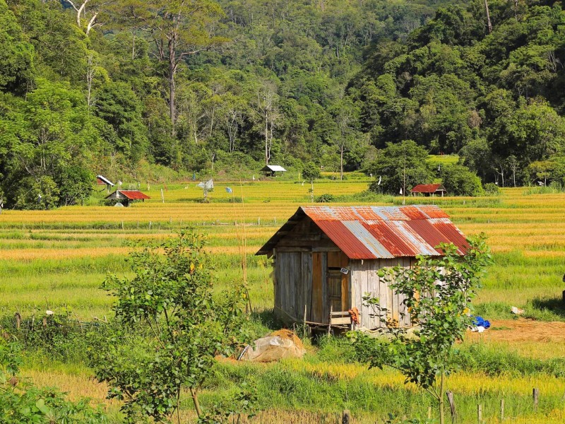 Cách trung tâm thị trấn Măng Đen khoảng 10 km, huyện Kon Plông đang bước vào mùa đẹp nhất trong năm, khi màu vàng của lúa chín bao phủ các thửa ruộng bậc thang. (Ảnh: Như Quỳnh)
