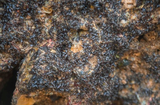 Rau cạo mọc trên đá là đặc sản ở Quỳnh Lưu