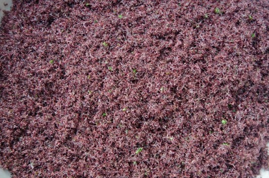 amp;#34;Lộc trờiamp;#34; mọc trên đá có tên rất lạ, xưa không ai ngó ngàng nay thành đặc sản nổi tiếng, dân thành phố thích mê - 3