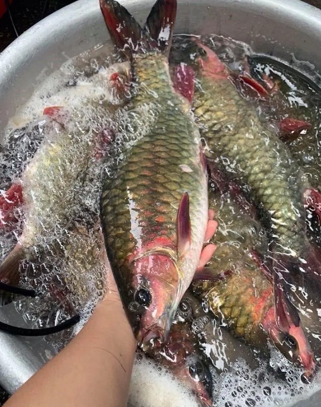 Cá bỗng từng là sản vật tiến vua, nay được du khách gần xa ưa chuộng vì hương vị đặc biệt