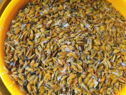 Lifestyle - Đặc sản chỉ có ở Quảng Ngãi, xưa không ai ăn nay dân thành phố "săn lùng" vào mùa hè, vừa lạ vừa ngon