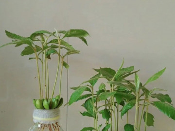 Vùi hạt của 8 quả này vào chậu hoa, sau 15 ngày chúng sẽ thành cây cảnh đẹp hơn trầu bà