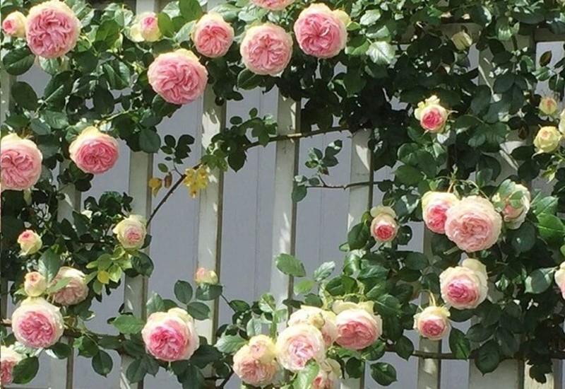 Hoa hồng nở quanh năm với nhiều màu sắc rực rỡ như đỏ, hồng, vàng, cam,… và mang hương thơm thoang thoảng, dễ chịu. Điều đáng nói là loài hoa này ưa nắng, có khả năng chịu hạn tốt nên rất thích hợp trồng ở ban công hướng Tây.
