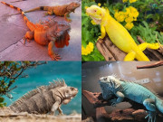 Lifestyle - 10 màu sắc rồng Nam Mỹ đẹp nhất thế giới khiến giới trẻ mê đắm, nhìn là muốn nuôi liền một bé