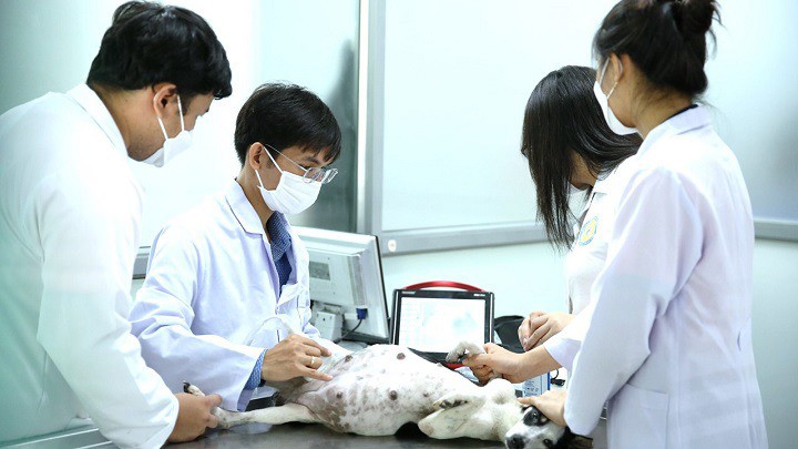 Ngành thú y có cơ hội việc làm rộng mở sau khi ra trường cùng với mức lương hấp dẫn