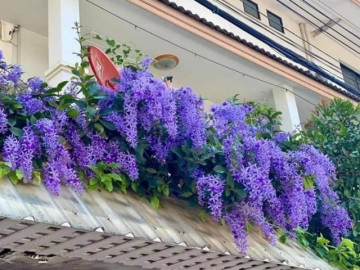 10 loài hoa chịu nắng tốt, nở quanh năm, rất thích hợp trồng ở ban công hướng Tây