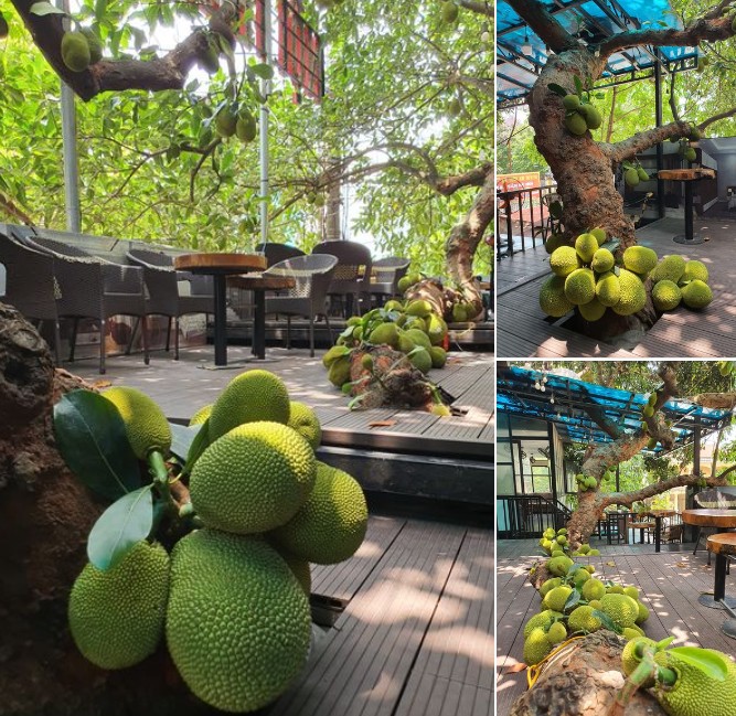Cây mít sai trĩu quả trong quán cafe, nằm la liệt trên sàn khiến dân tình trầm trồ: amp;#34;Chỉ nhìn thôi đã mê lắm rồiamp;#34; - 1