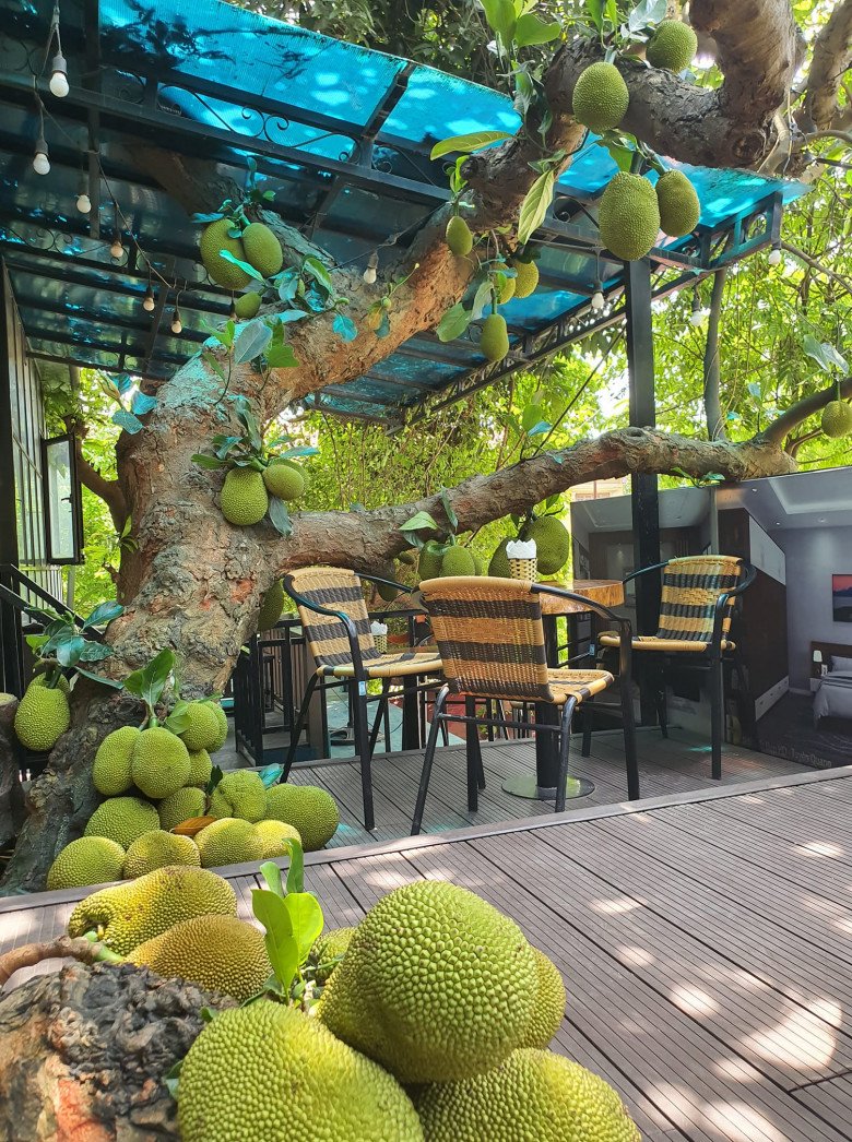 Cây mít sai trĩu quả trong quán cafe, nằm la liệt trên sàn khiến dân tình trầm trồ: amp;#34;Chỉ nhìn thôi đã mê lắm rồiamp;#34; - 3