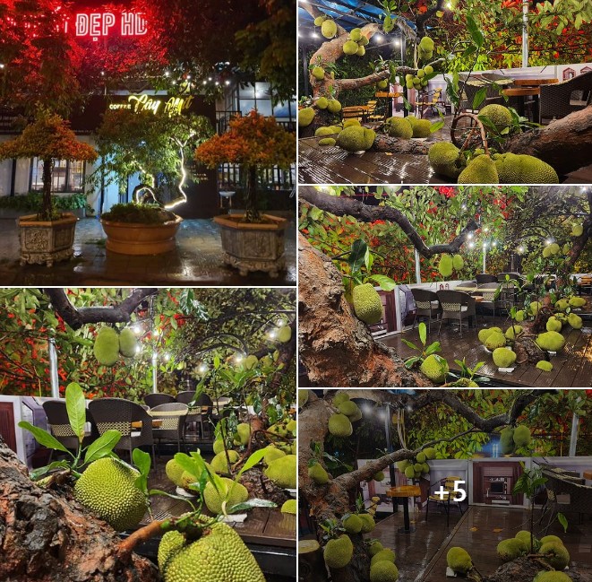 Quán cafe mít này nổi lên đã 5 năm, năm nào đến mùa mít cũng đông nghịt khách đến vừa thưởng thức cafe vừa ngắm và hít hà mùi thơm của quả mít